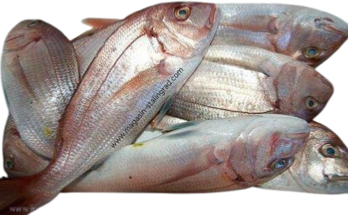 Carton Dorade petite surgelé (4kg)*