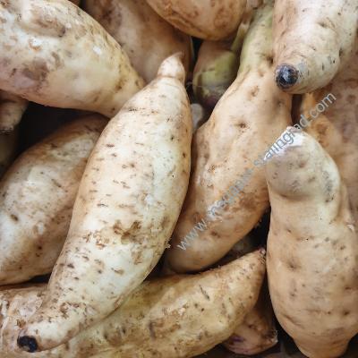 Patate douce blanc frais (300g)