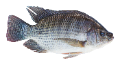 Carton tilapia Gros (5 kg)*